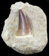 Mosasaur (Prognathodon) Tooth In Rock - XL Tooth #55795-1